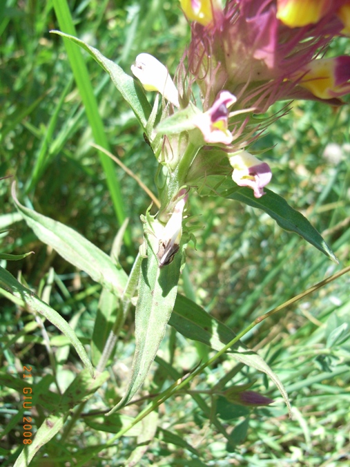 Melampyrum arvense